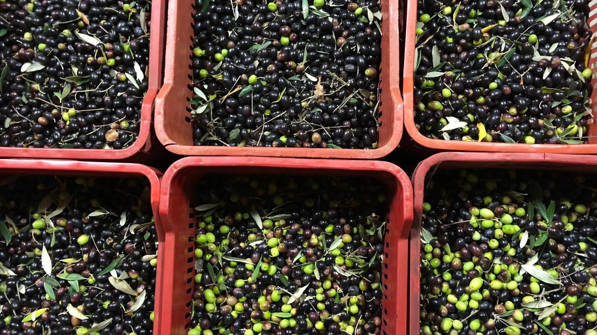 Agriturismo E Maneggio Poggio Leone Gambassi Terme Italien